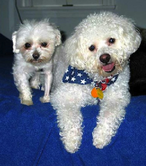 2 little dogs stand together facing the camera